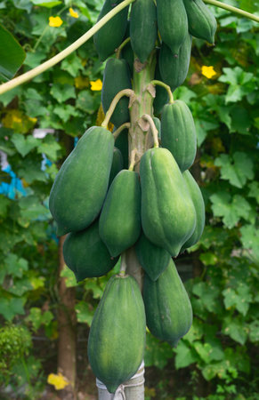 papaya fruit hanging on a tree in the garden.の写真素材