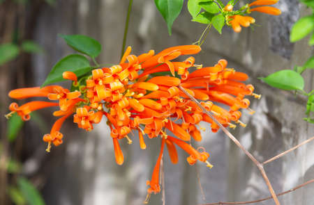 Fire Cracker Vine,Flame Flower,Flame Vine,Orange Trumpet (Scientific name: Pyrostegia venusta Miers)Orange flowers bloom beautifully. with a wall in the background.の写真素材