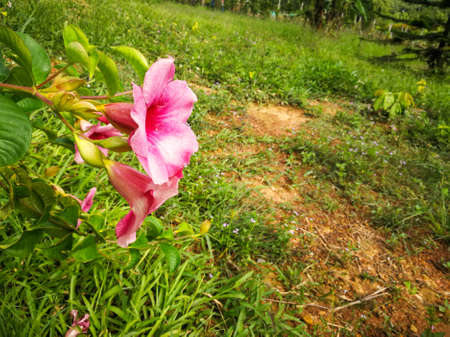 Dipladenia sanderi , Brazilian jasmine(Mandevilla sanderi) pink flowers blooming in the garden on natural background.の写真素材