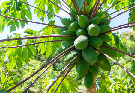 Raw green papaya fruit on a tree in the garden waiting for the harvest with warm sunlight on a natural background.の写真素材