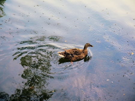 Duck.の写真素材