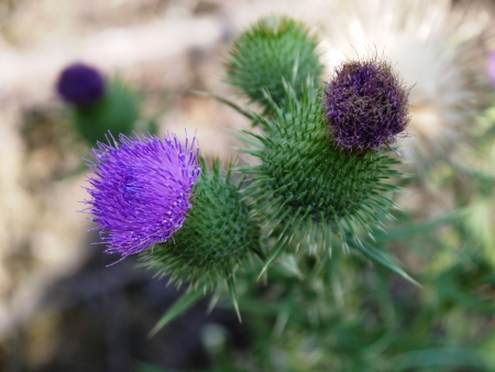  Thistleの写真素材