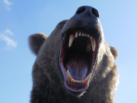 Head of a bear の写真素材