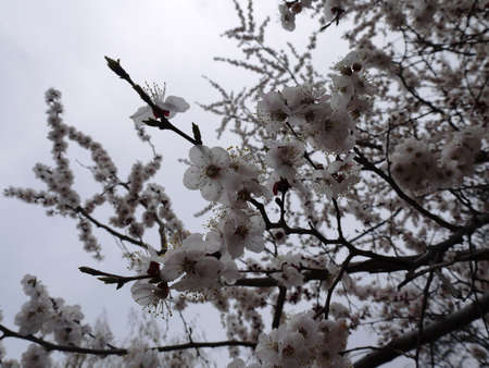 Flowers on the tree 