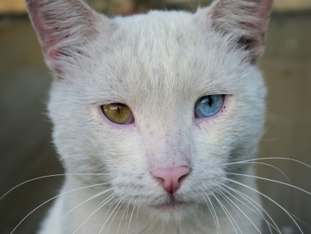 Photo white cat with the eyes of a different color の写真素材
