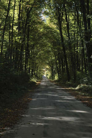 A shaded road through the woods.の写真素材