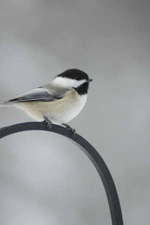 A black-capped chickadee sitting on a cast iron perch.の写真素材