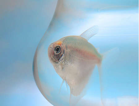 A fish in a bowl seemingly floating in the sky.の写真素材