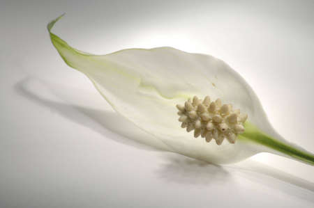 A white peace lily flower in a circle of light.の写真素材