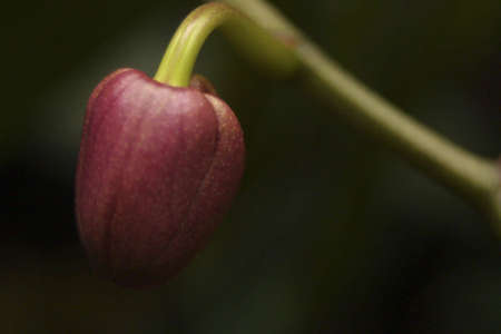 A purple bud hanging from a vine.の写真素材