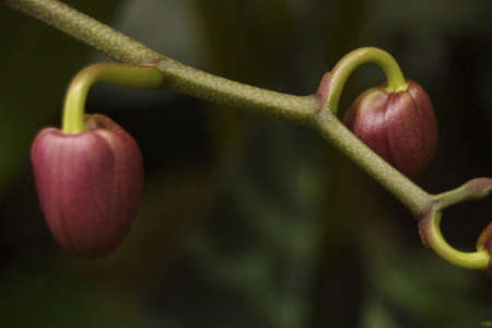 Two purple buds hanging from a vine.の写真素材