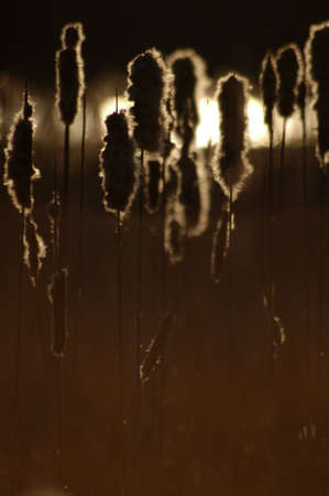 A field of cattails backlit by the setting sun.の写真素材
