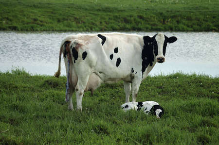 A mother Jersey cow standing over her sleeping calf.の写真素材