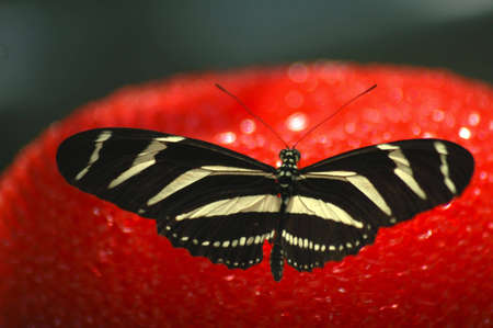 A black and yellow striped butterfly resting on a bright red sponge.の写真素材
