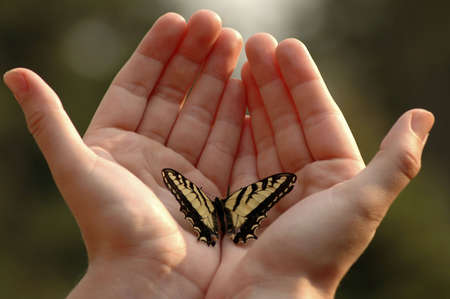 An Eastern tiger swallowtail butterfly on two outstretched hands.の写真素材