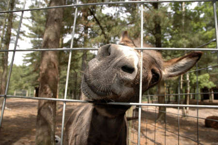 A wide-angle picture of a donkey poking its nose through a fence.