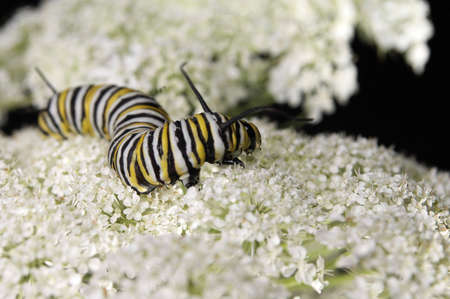 A monarch caterpillar crawling over the top of a yarrow flower.の写真素材