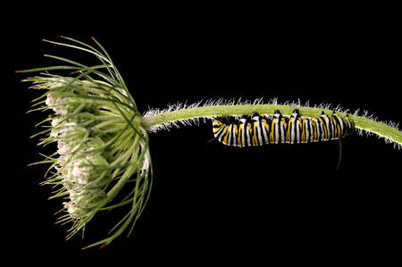 A Monarch caterpillar climbing up a stem.の写真素材
