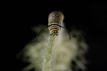 A Monarch caterpillar climbing up a stem.の写真素材