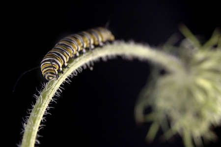 A Monarch caterpillar climbing up a stem.の写真素材