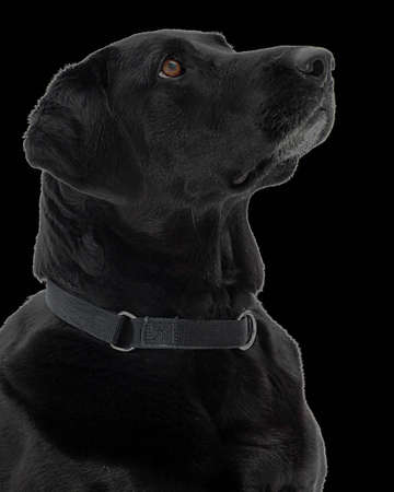 A black lab against a black background.の写真素材