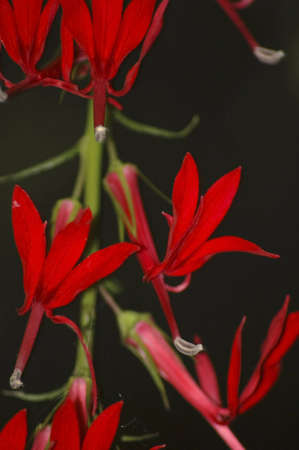 Brilliant red flowers against black background.の写真素材