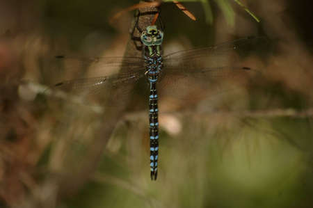 A large dragonfly clinging to a tree branch.の写真素材