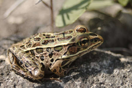 A leopard frog sitting on a rock.の写真素材