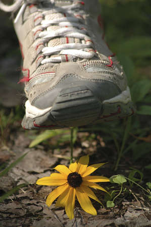 A shoe about to crush a pretty yellow flower.