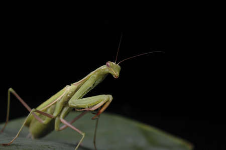 A praying mantis on a green leaf against a black background.