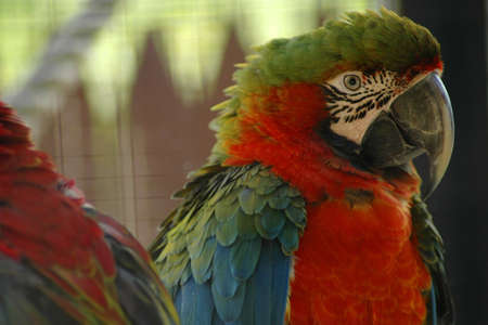A colorful macaw in profile.