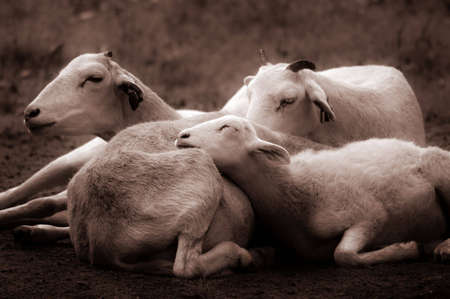 A sepia-toned photo of a family of Texas dall sheep huddle together on the ground.の写真素材