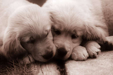A sepia-toned picture of two adorable golden retriever puppies.の写真素材