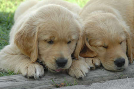 Two adorable golden retriver puppies.の写真素材