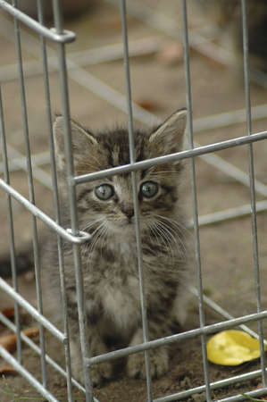 A humane society kitten peering out of a kennel.の写真素材