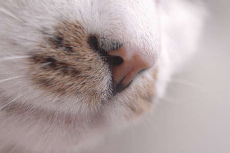 A closeup of a cat's nose.の写真素材