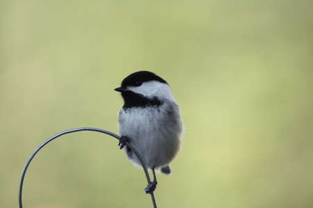 A chickadee perched on a metal hoop.の写真素材