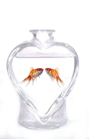 Two goldfish face one another in a heart-shaped vase filled with water. The background is white.の写真素材
