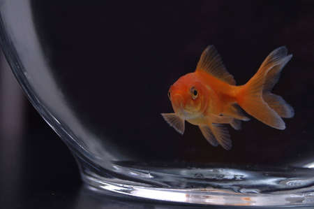 A closeup of a goldfish in a bowl against a black background.の写真素材