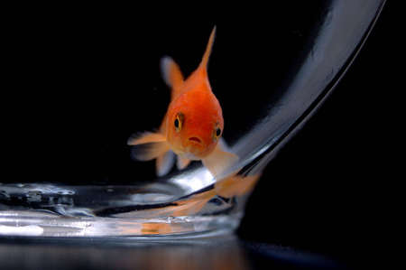 A closeup of a goldfish in a bowl against a black background.