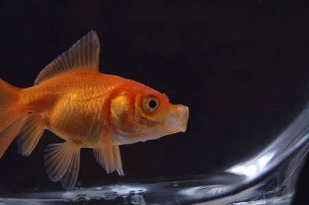 A closeup of a goldfish in a bowl against a black background.の写真素材