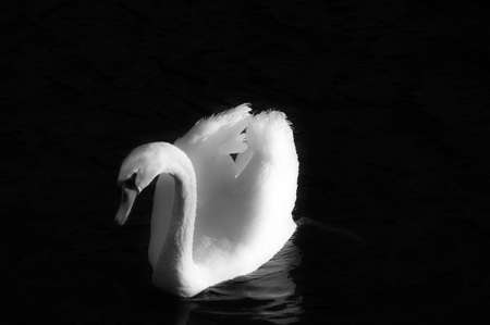 A swan glides across water. Black and white.の写真素材