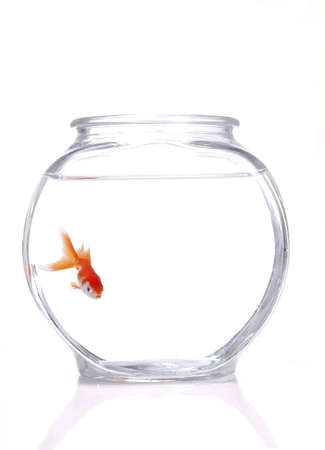 A gold and white fantail goldfish swimming in a bowl. White background.の写真素材