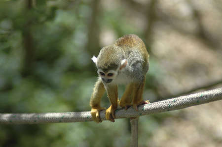 An adventurous squirrel monkey balances on a rope.