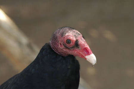 A vulture waits for its next meal.の写真素材