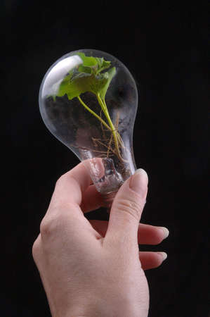 A hand holds a light bulb that contains a vibrant, green plant.