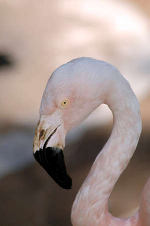 A closeup portrait of a flamingo.の写真素材
