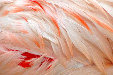 Pink and white flamingo feathers fill the frame. Could be used as a background.の写真素材