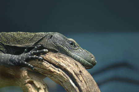 A crocodile monitor lizard rests its head on a tree limb.の写真素材
