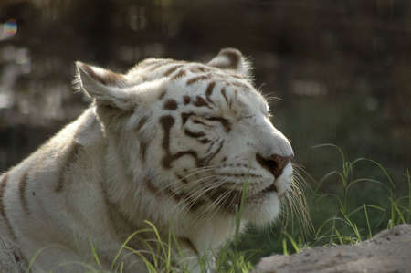A happy white bengal tiger basks in the sunshine.の写真素材